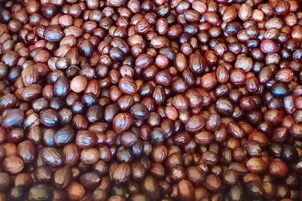 Nutmeg Sri Lanka