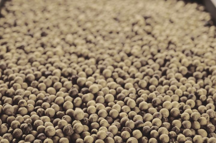 White Pepper Sri Lanka exporters